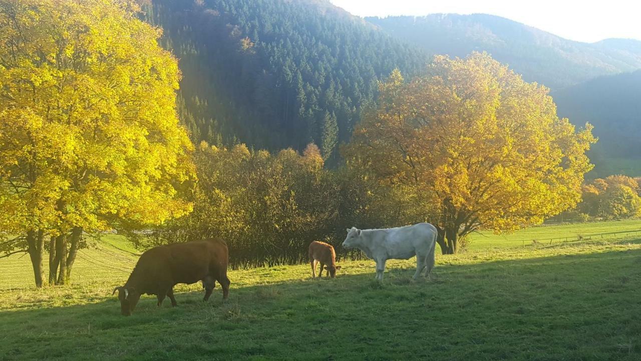 Pension Bergfrieden Schmallenberg Exteriör bild